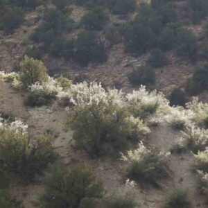 Cercocarpus montanus