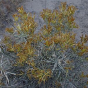 Chrysothamnus vaseyi