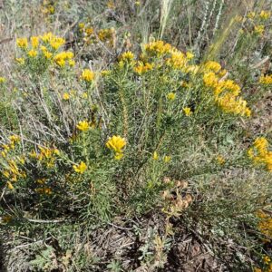 Chrysothamnus viscidiflorus