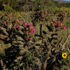 Cylindropuntia imbricata