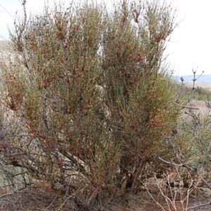 Ephedra viridis