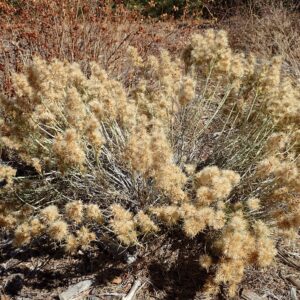 Ericameria nauseosa nauseosa