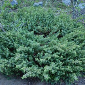 Juniperus communis
