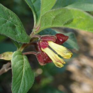 Lonicera involucrata