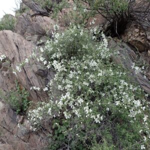 Philadelphus microphyllus