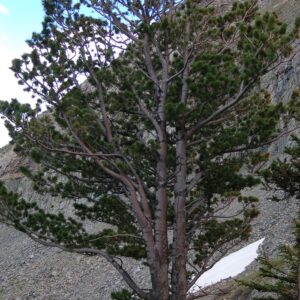 Pinus flexilis