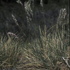 Poa fendleriana