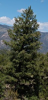 Pseudotsuga menziesii