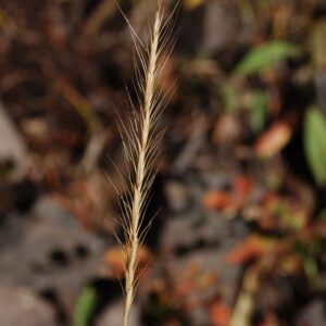 Pseudoroegneria spicata