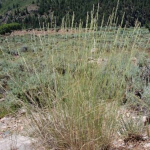 Pseudoroegneria spicata inerme