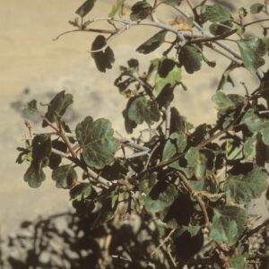 Rhus aromatica simplicifolia