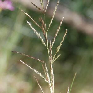 Sporobolus cryptandrus