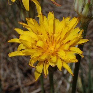 Agoseris glauca