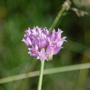 Allium geyeri