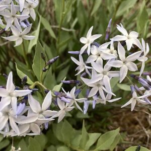 Amsonia jonesii