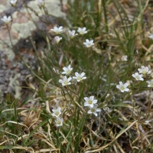 Arenaria fendleri