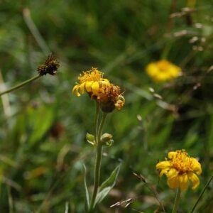 Arnica chamissonis