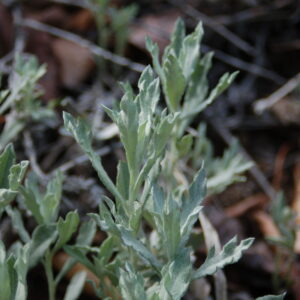 Artemisia ludoviciana
