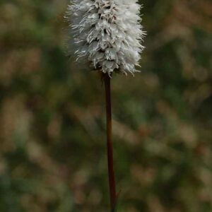 Polygonum bistortoides