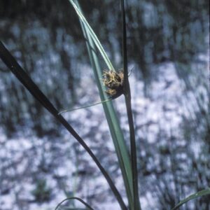 High Plains Foothills Wet Meadow