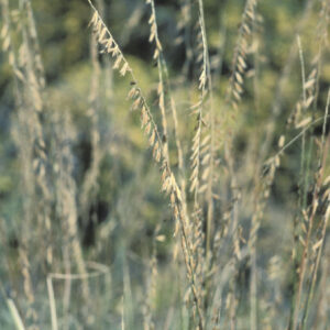 Bouteloua curtipendula