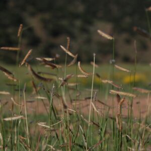 High Plains Foothills Grasses