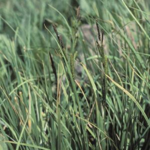 Carex aquatilis