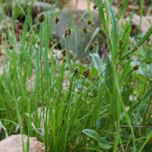 Carex microptera