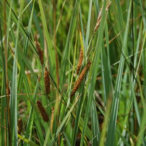Carex nebrascencis