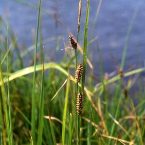 Carex pellita