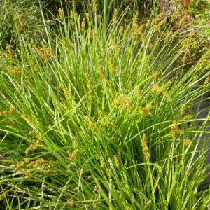 Carex stipata