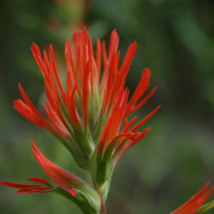 Castilleja linariifolia