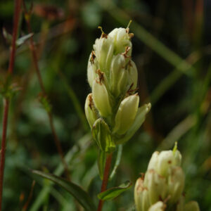Castilleja sulphurea