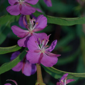 Chamerion angustifolium