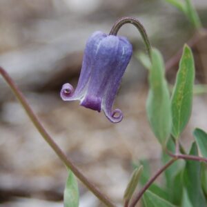 Clematis hirsutissima v. scottii