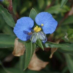 Commelina erecta