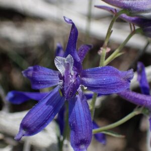 Delphinium nuttallianum