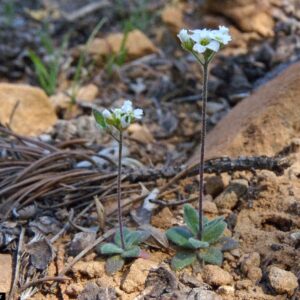 Draba reptans