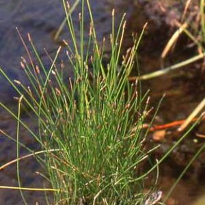 Eleocharis palustris