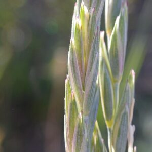 Elymus lanceolatus lanceolatus