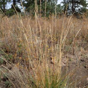 Jefferson County Montane