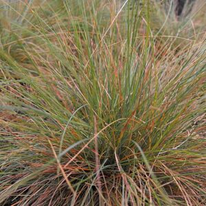 Sage Country Grasses