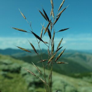 Festuca idahoensis