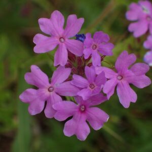 Glandularia bipinnatifida