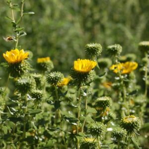 Grindelia squarrosa