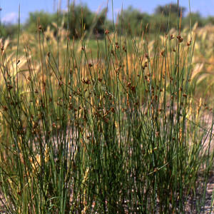Juncus balticus