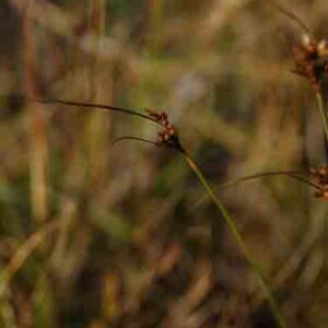 Juncus confusus