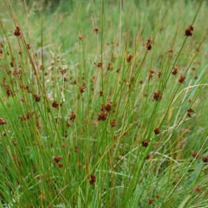 Juncus effusus