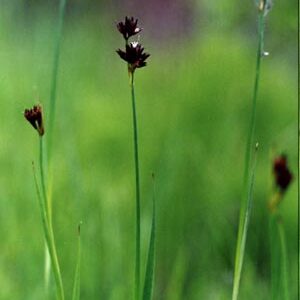 Juncus ensifolius