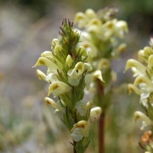 Pedicularis parryi